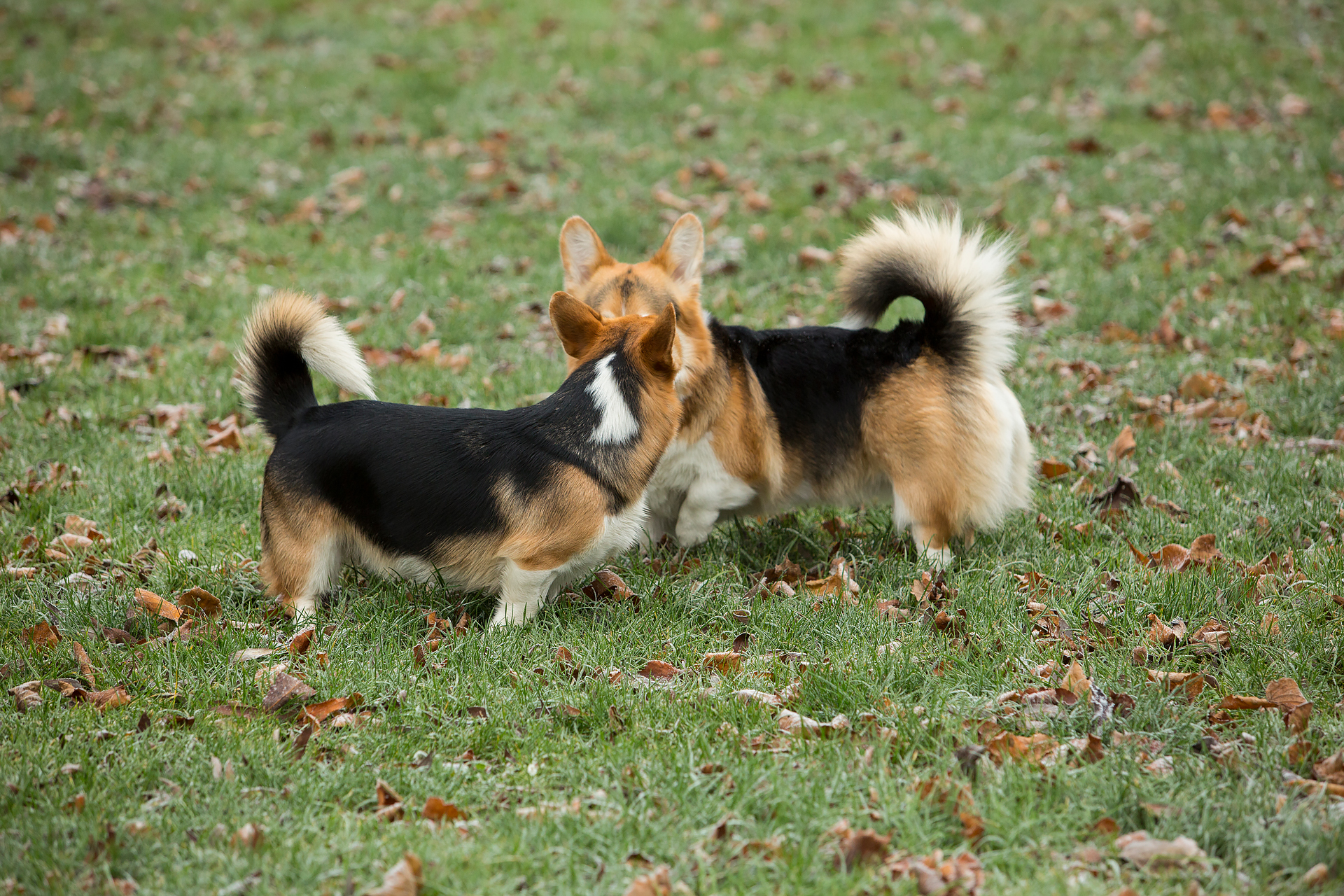 Käramine Tallinna Lauluväljakul